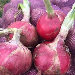 汝州红皮洋葱，8公分以上产地直供，广招合