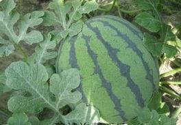 凌海宁冷棚甜王西瓜大量上市了！