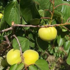 2018遵化特产香白杏子，现在已经大量上市