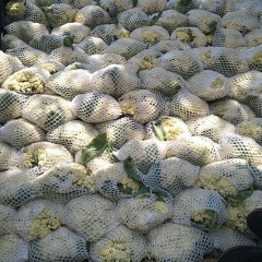 乐亭菜花大量上市 有机菜花品相完好