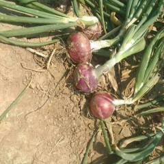 清丰六塔乡基地现有一百亩扁形二红洋葱