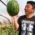 辽宁新民西瓜以上市，6到7月中旬品种有甜王