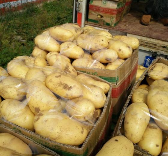 2017年山东平邑荷兰十五价格