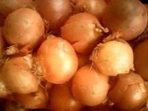 凌海右卫7月上市黄皮洋葱