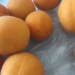 龙口有大量需要杏子的老板可以联系我