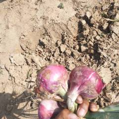 山东冠县80万斤好洋葱销售有意者和我联系