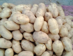 沂南土豆 我的陆地土豆已经大量上市