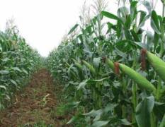 莘县每年夏季都有新鲜玉米上市，面积在逐年扩