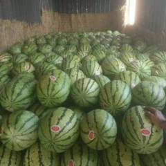 陕西蒲城金城5号西瓜火爆招商中