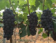 新沂葡萄本产品为夏黑 我们这以有进3万亩葡萄
