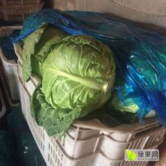 山西晋中太谷蔬菜基地大量甘蓝