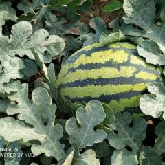 滦南西瓜预计一星期后上市，随行情价格