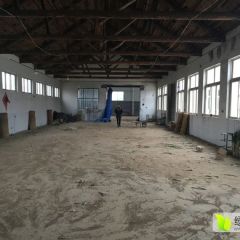 平度大葱 本人常年加工收购山东铁杆大葱