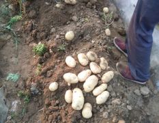 2018新泰土豆优质荷兰土豆，806,803系列