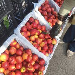 银川永宁四季鲜水果批发市场 代购代销水果