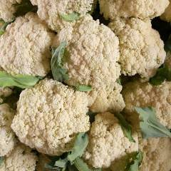 苏北有机花菜基地，常年供应青梗白面散花