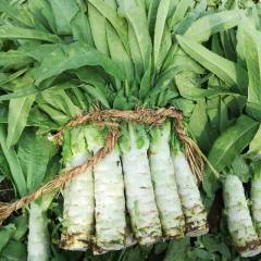 山东新泰本人蔬菜种植大户，常年各种蔬菜
