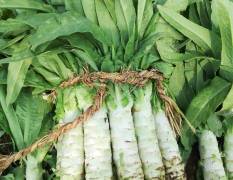 山东新泰本人蔬菜种植大户，常年各种蔬菜