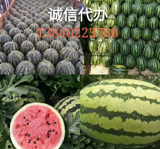 2018年辽宁新民金城5号价格