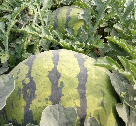 2018年河北隆尧京欣价格