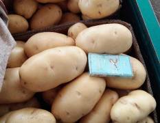 莱西店埠镇土豆即将大量上市，颜色，个头