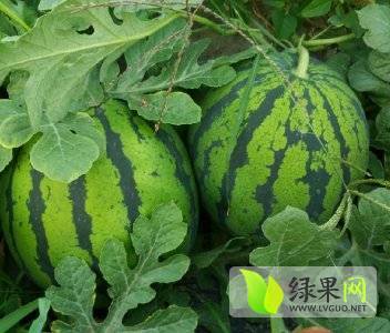2018年河北正定京欣价格