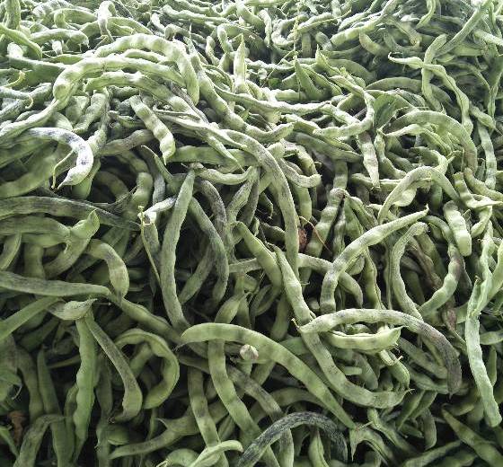 2018年辽宁新民花豆豆角价格