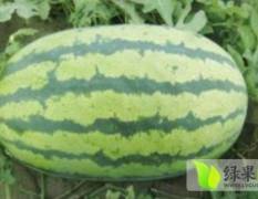 科尔沁一年一度的西瓜又上市了 品种齐全