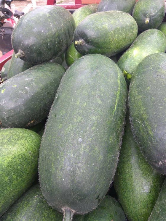 供应:新野子弹头黑皮冬瓜质量好,口感好,颜色好