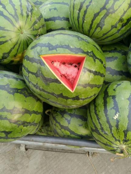 东明西瓜5o万亩七月上市