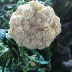 张家口错节蔬菜种植基地现货大量供应菜花