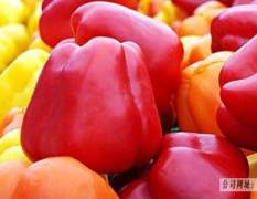 张家口错节蔬菜种植基地现货大量供应彩椒