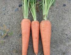 平度两米棚胡萝卜已经上市，品种齐全，品质优