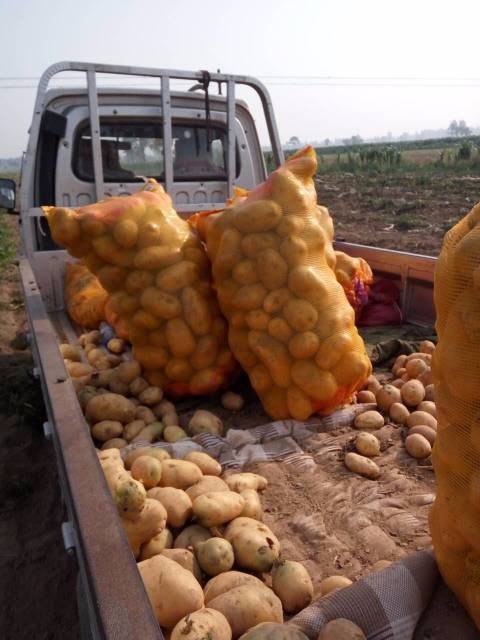 2018年河南通许荷兰十五价格