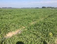 2018大安專業(yè)供應(yīng)林豐系列、晨露系列，慶紅系列