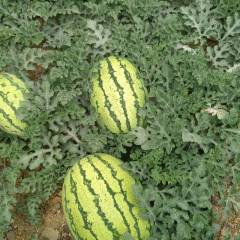 靖远本地为万亩西瓜基地晒砂瓜 有金花一号 金城