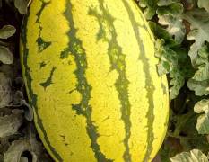 硒砂瓜，是从石头缝里长出的大西瓜