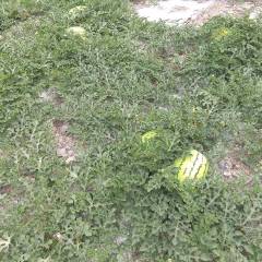 靖远硒砂瓜主要分布在大芦镇，高湾镇