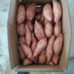 开封县本地主要盛产农作物 红薯