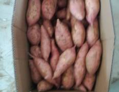开封县本地主要盛产农作物 红薯