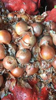 黑龙江省宁安，吉林延吉大量黄红洋葱上市