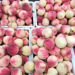 红不软桃 油明桃 川中岛桃 砀山县毛桃基地