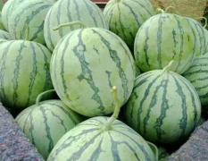 扶沟露天8424七月初大量上市