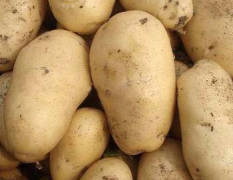 玉田土豆大量上市，代收荷兰十五，荷兰七土豆