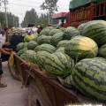 鄢陵花皮无籽西瓜 诚信代办。顾客至上