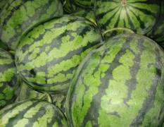 凤城西瓜大量供应冷棚西瓜，品种:甜王系列