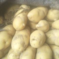 河南通许荷兰十五土豆价格便宜体形美