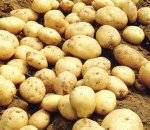 滦南土豆上货量大 有大量的土豆需大面积出售