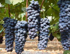 晋州市葡萄 现在上市的有京亚，户太8号