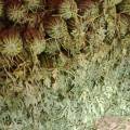 河南商丘夏邑郭庄冠龙西瓜大量上市